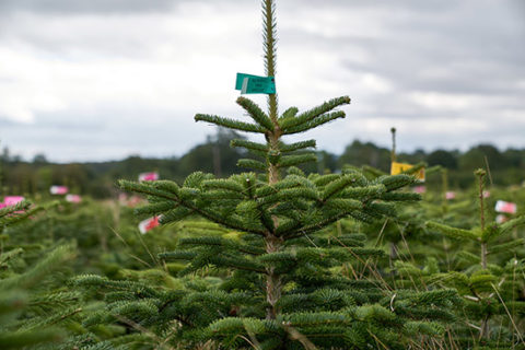 Wholesale Christmas Trees - Christmas Tree Farm